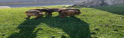 Teckel Miniatura perros en venta: Cachorros Teckel miniatura chocolate y arlequín  - Anuncio 12