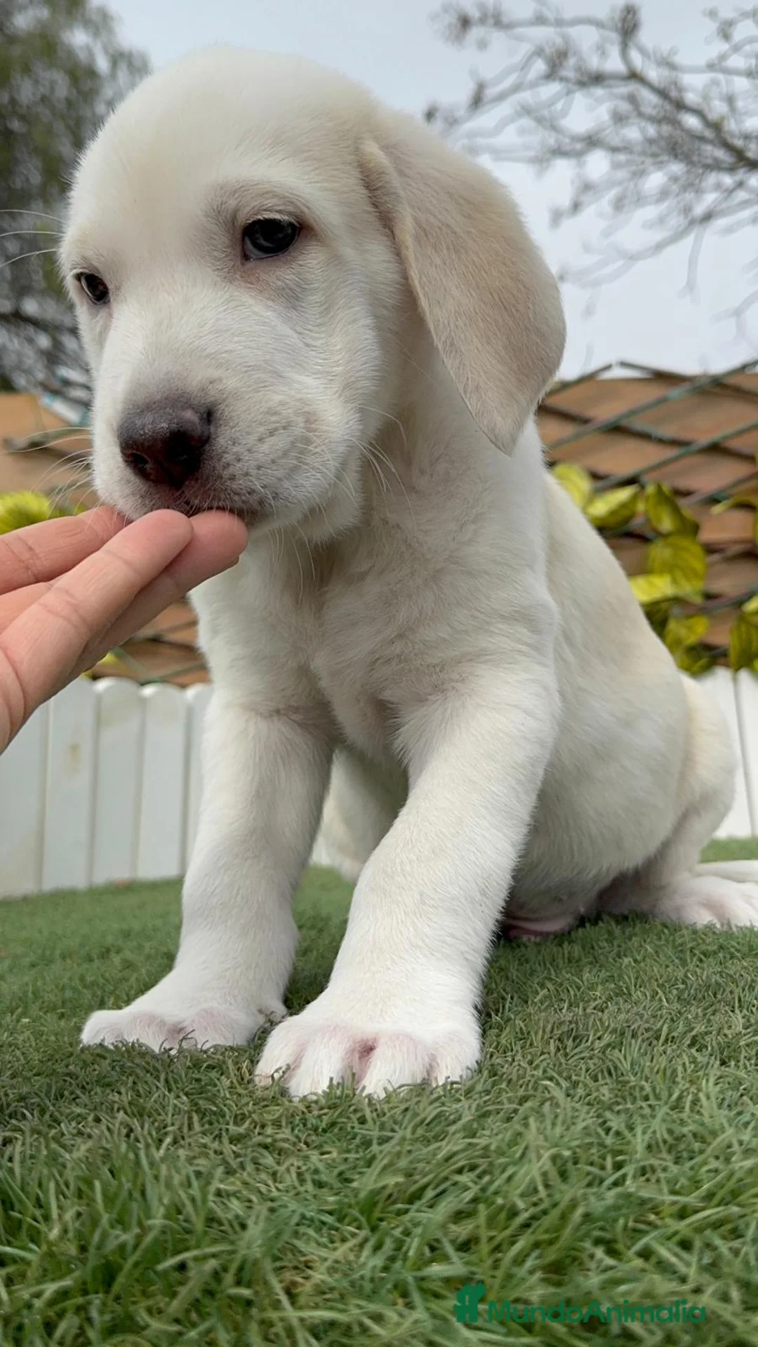 Mastín Español perros en venta: MASTIN MACHO - Anuncio 1