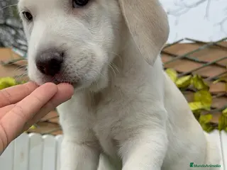 Mastín Español perros MASTIN MACHO - Anuncio 1