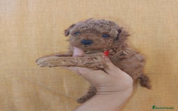 Caniche Toy perros en venta: Caniche toy - Imagen 1