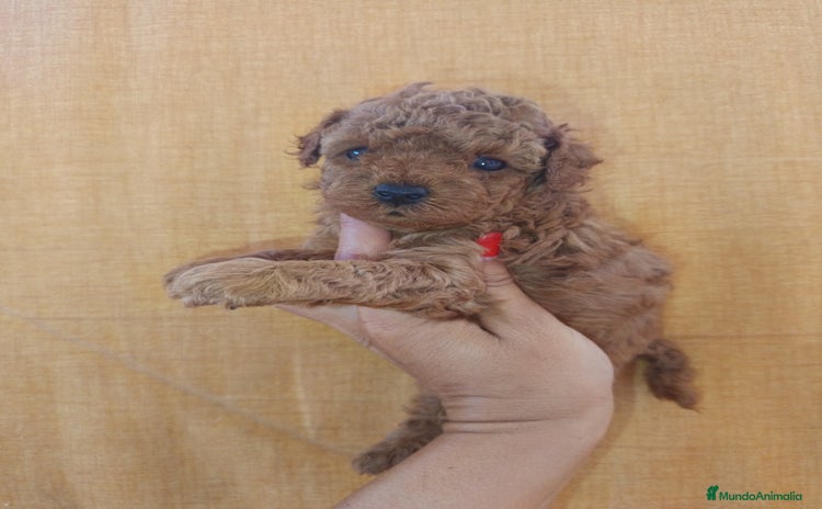 Caniche Toy perros - Anuncio 1