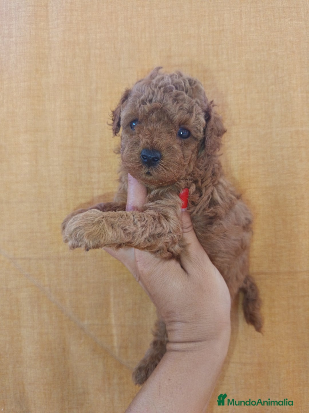 Caniche Toy perros en venta: Caniche toy - Imagen 1