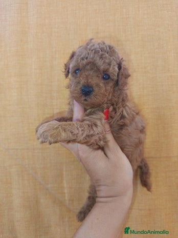 Caniche Toy perros - Anuncio 3