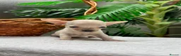 Chihuahua perros en venta: CHIHUAHUA-OJOS AZULES - Anuncio 8