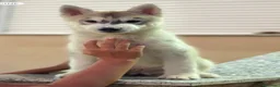Husky Siberiano perros en venta: Husky siberiano - Anuncio 2