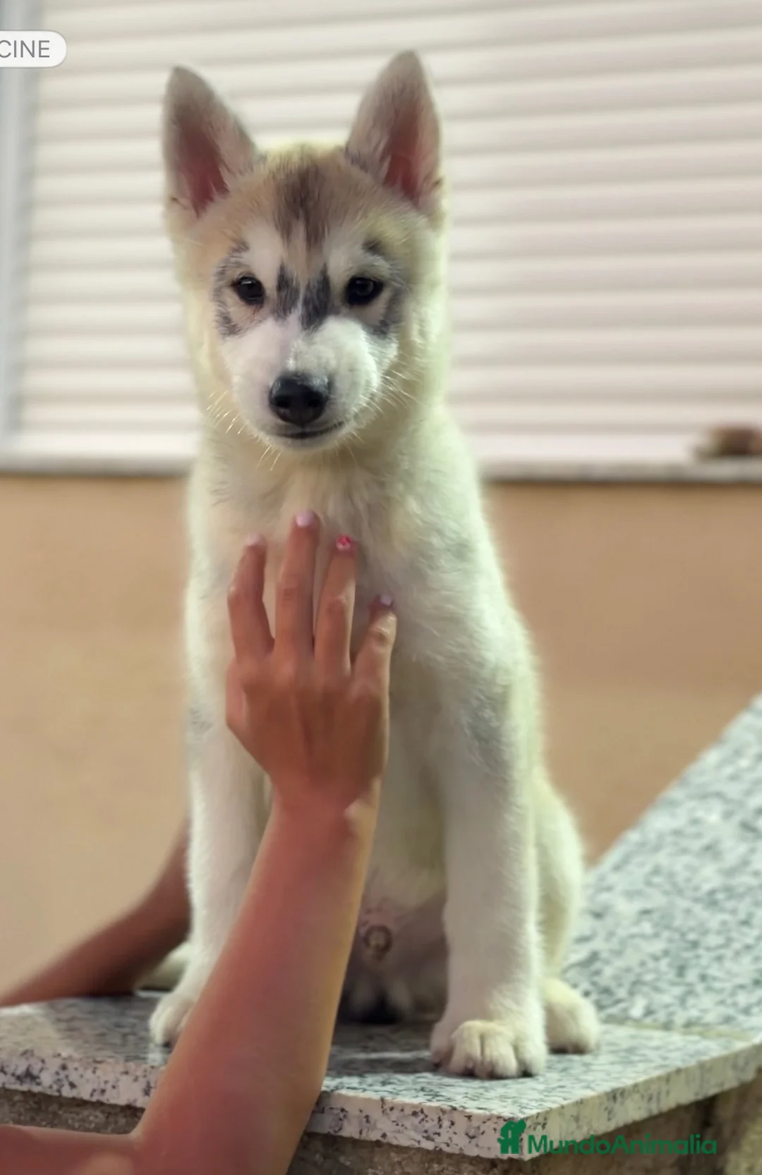 Husky Siberiano perros en venta: Husky siberiano - Anuncio 2