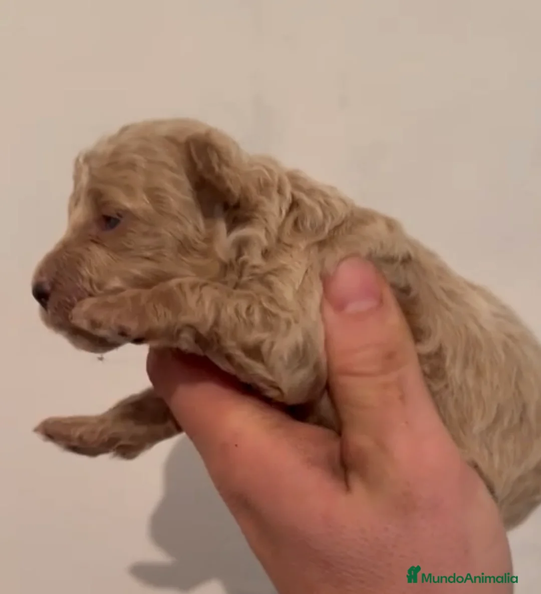 Caniche Toy perros en venta: Caniche apricot precioso - Anuncio 3