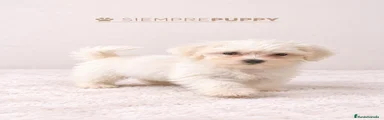 Bichón Maltés 1