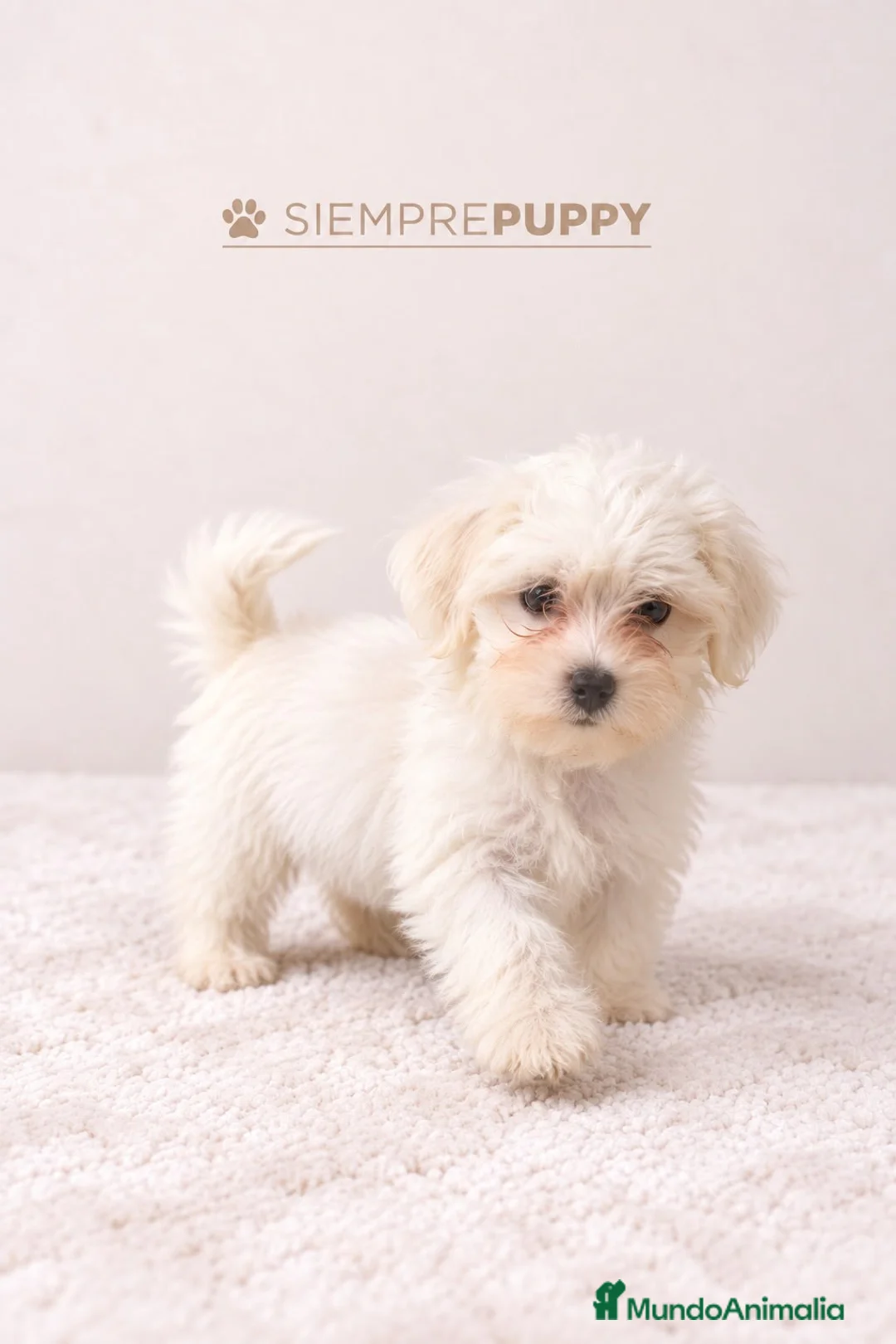 Bichón Maltés perros en venta: CACHORRITOS BICHÓN MALTÉS - Anuncio 2