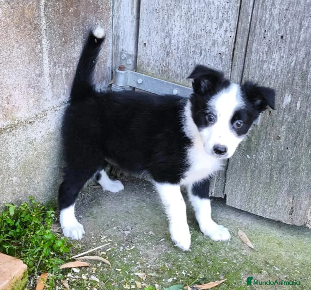 Border Collie perros en venta: Cachorros border collie chocolate - Anuncio 9