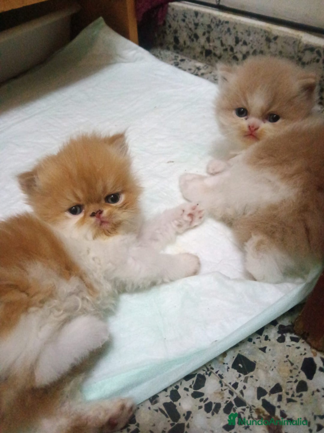 Persa gatos en venta: Gatitos Persas Machos - Imagen 5