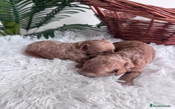 Caniche Toy perros en venta: CANICHE TOY - Imagen 8