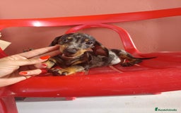Teckel Miniatura perros en venta: Teckel arlequín - Imagen 3