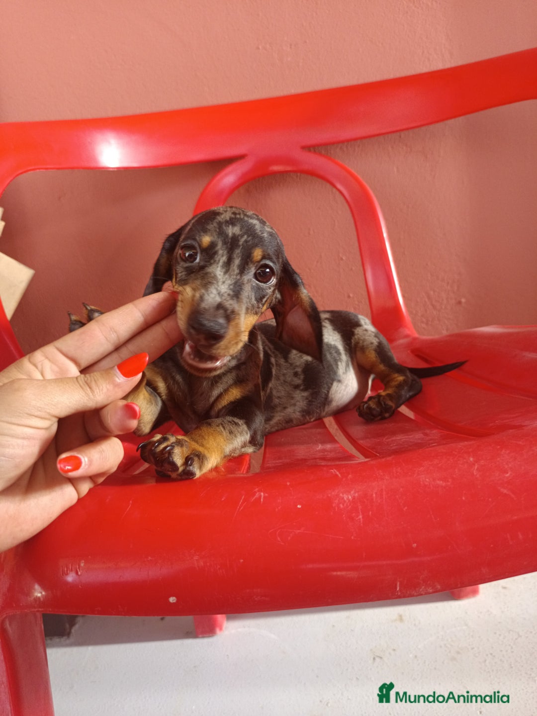 Teckel Miniatura perros en venta: Teckel arlequín - Imagen 3
