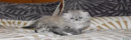 Persa gatos en venta: GATOS PERSAS  en Murcia - Anuncio 4