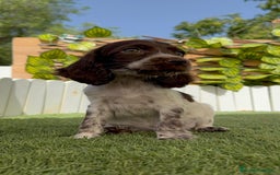 Cocker Spaniel Inglés perros en venta: COCKER SPANIEL RUANO - Imagen 8