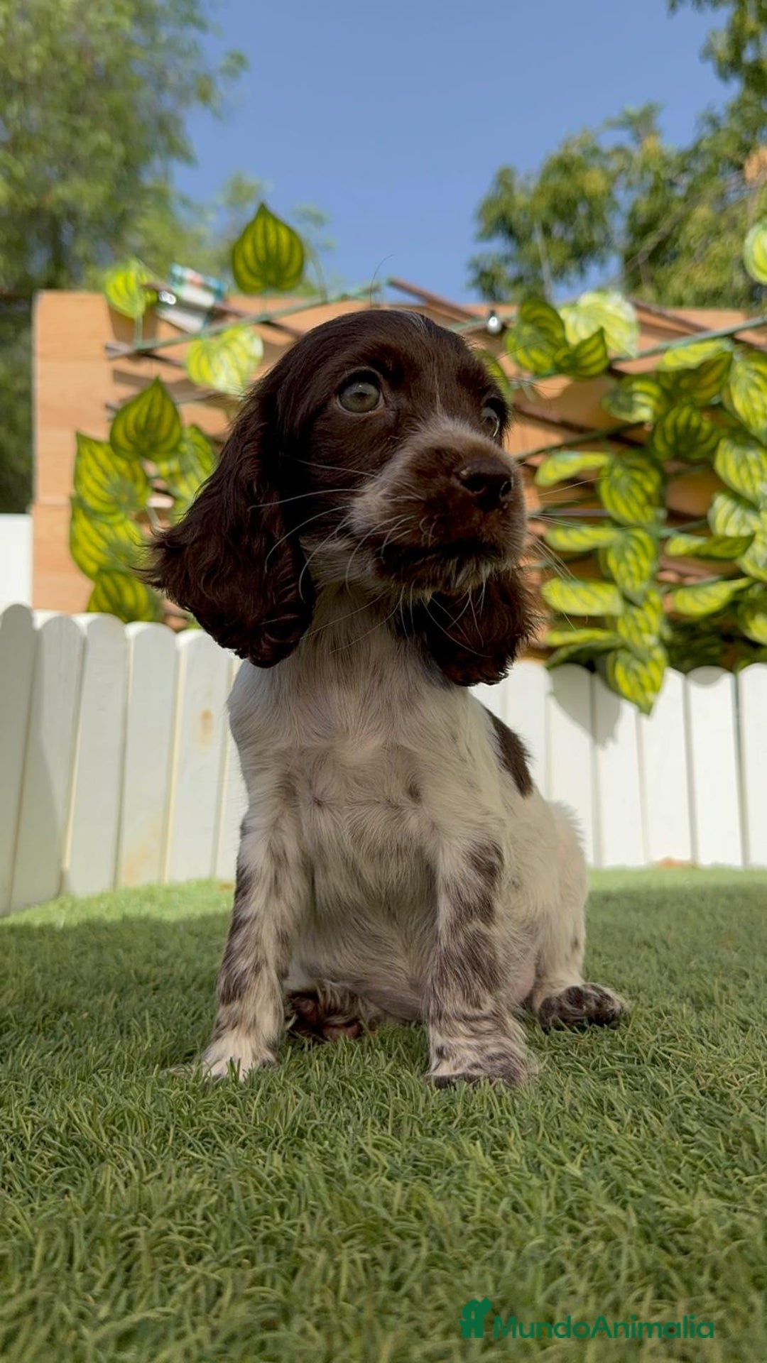 Cocker Spaniel Inglés perros en venta: COCKER SPANIEL RUANO - Imagen 8