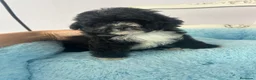Maltipoo perros en venta: Adorables cachorritos de Maltipoo - Anuncio 3
