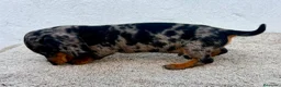 Teckel Miniatura perros en venta: Teckel kaninchen arlequín merle blue - Anuncio 6