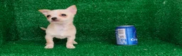 Chihuahua perros en venta: Chihuahua  - Anuncio 4
