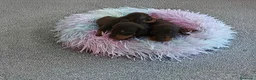 Teckel Miniatura perros en venta: TECKEL HEMBRITAS MINIATURAS CHOCOLATE FUEGO  - Anuncio 9