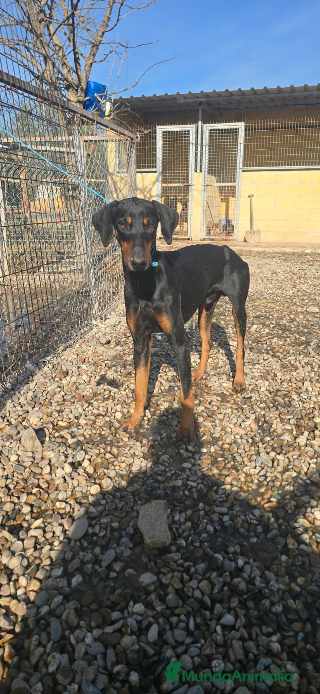 Dobermann perros en venta: Doberman de 6 meses  - Anuncio 2