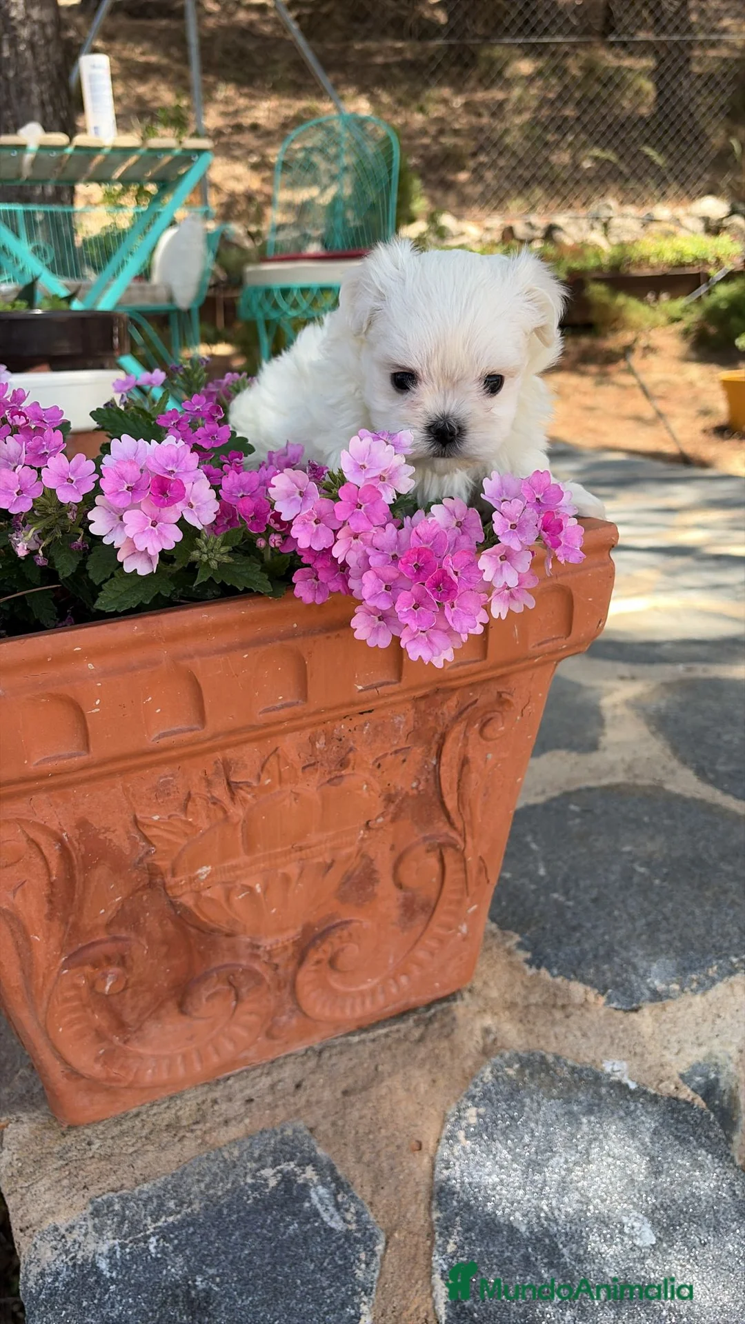 Bichón Maltés perros en venta: Bichon Maltés excelente cachorrito toy. - Anuncio 2