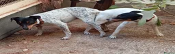 Ratonero Bodeguero Andaluz perros en venta: Bodegueros jerezanos calidad Maxima - Anuncio 3