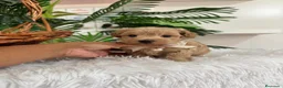 Maltipoo perros en venta: MALTIPOO MACHOS  - Anuncio 11