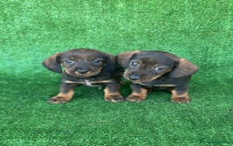 Teckel Miniatura perros en venta: Teckel  - Anuncio 1