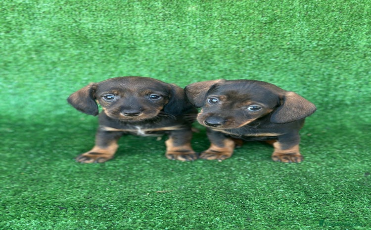 Teckel Miniatura perros Teckel  - Anuncio 9