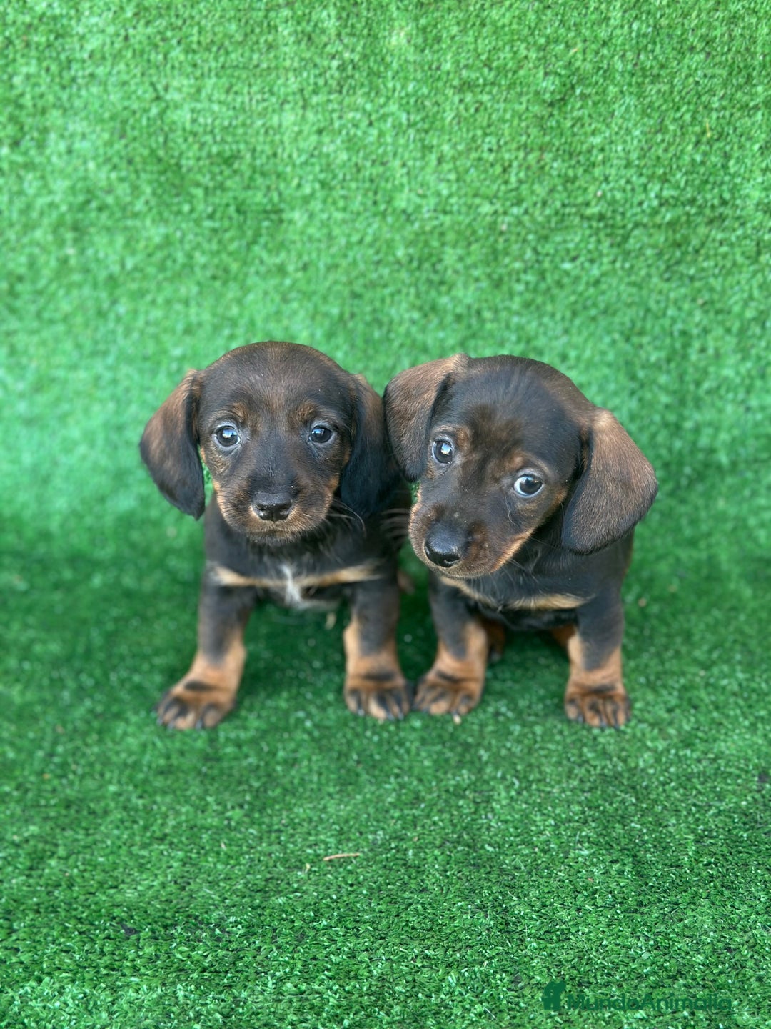 Teckel Miniatura perros en venta: Teckel  - Anuncio 1