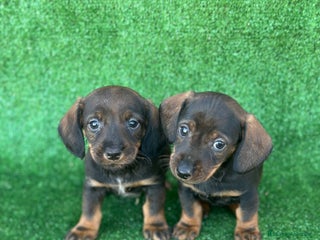 Teckel Miniatura perros Teckel - Anuncio 9