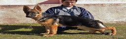 Pastor Alemán perros en venta: CACHORRAS DE EXPOSICION en Madrid - Anuncio 3