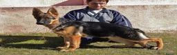 Pastor Alemán perros en venta: CACHORRAS DE EXPOSICION en Madrid - Anuncio 3