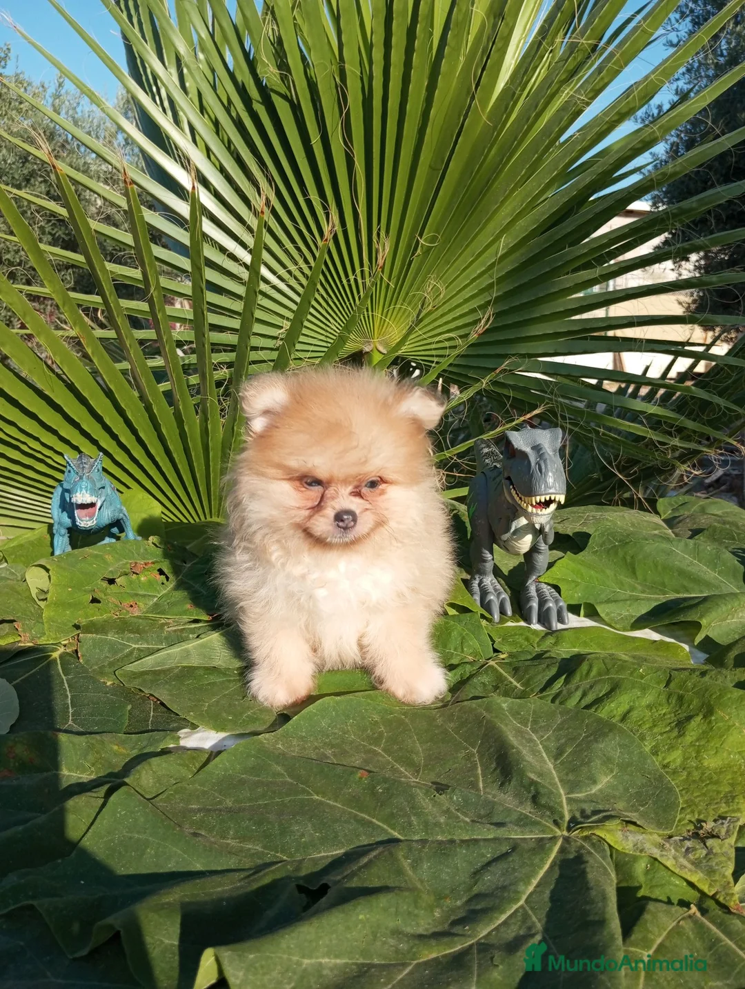 Pomerania perros en venta: Pomeranias Toy - Anuncio 1