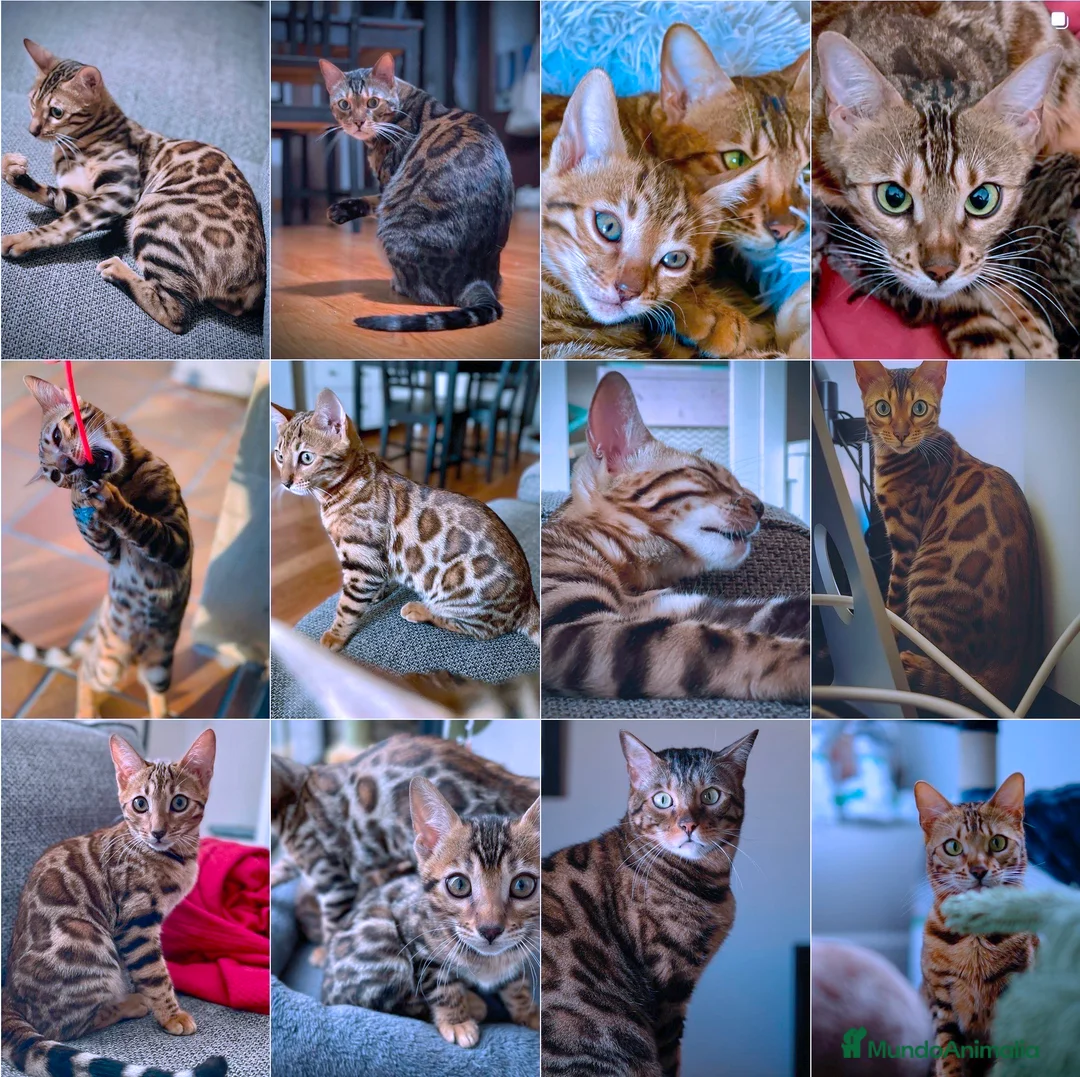 Imagen de galería {{count}}