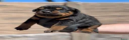 Rottweiler perros en venta: Rottweiller - Anuncio 3