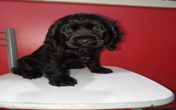 Cocker Spaniel Inglés perros en venta: Tierno bebé de Cocker Spaniel - Imagen 1