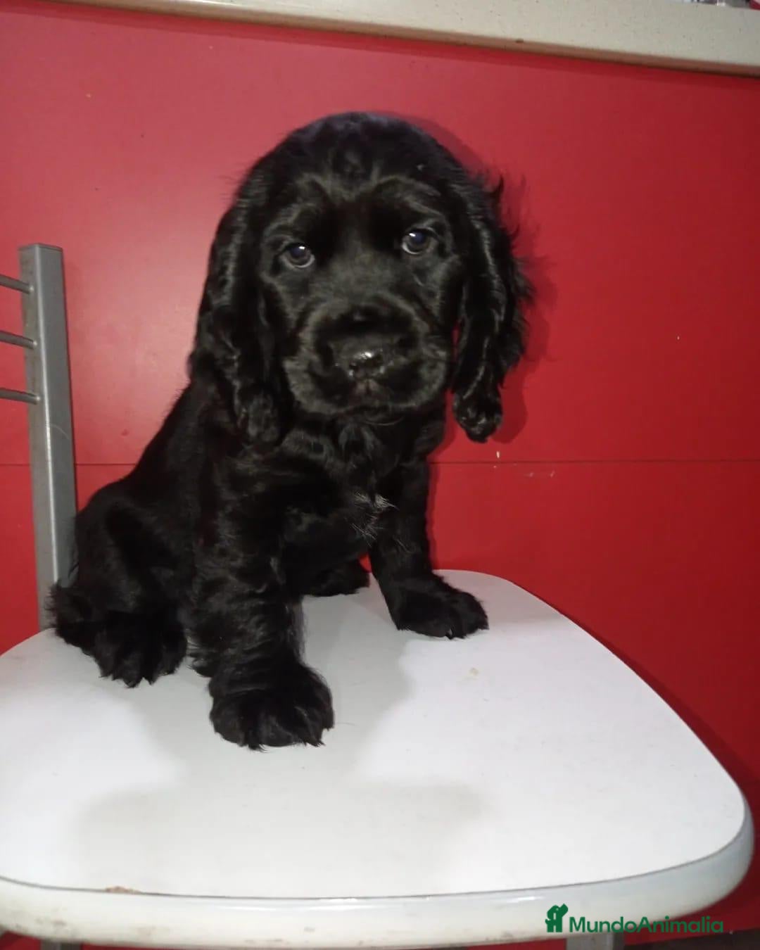 Cocker Spaniel Inglés perros en venta: Tierno bebé de Cocker Spaniel - Imagen 1