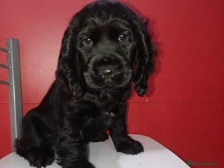 Cocker Spaniel Inglés perros - Anuncio 3