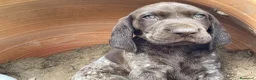 Braco Alemán de Pelo Corto perros en venta: Exclusivos bracos alemanes  - Anuncio 2