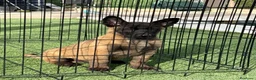 Pastor Belga Malinois perros en venta: Cachorro de Malinois gran calidad  - Anuncio 11