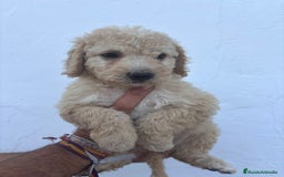 Perro de Agua Español perros en venta: Excelente camada disponible! - Imagen 3
