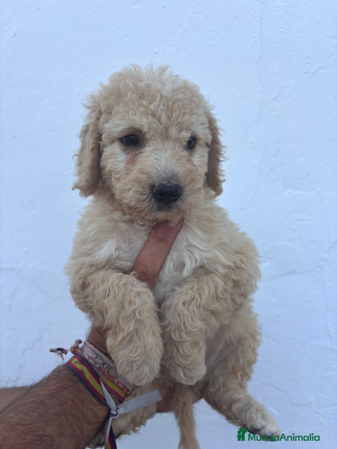 Perro de Agua Español perros en venta: Excelente camada disponible! - Imagen 3