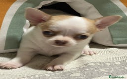 Chihuahua perros en venta: Exclusivos chihuahuas rusos - Imagen 2