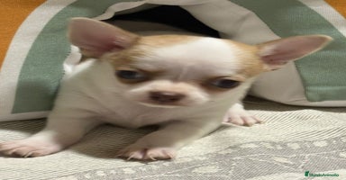 Chihuahua perros - Propaganda 2