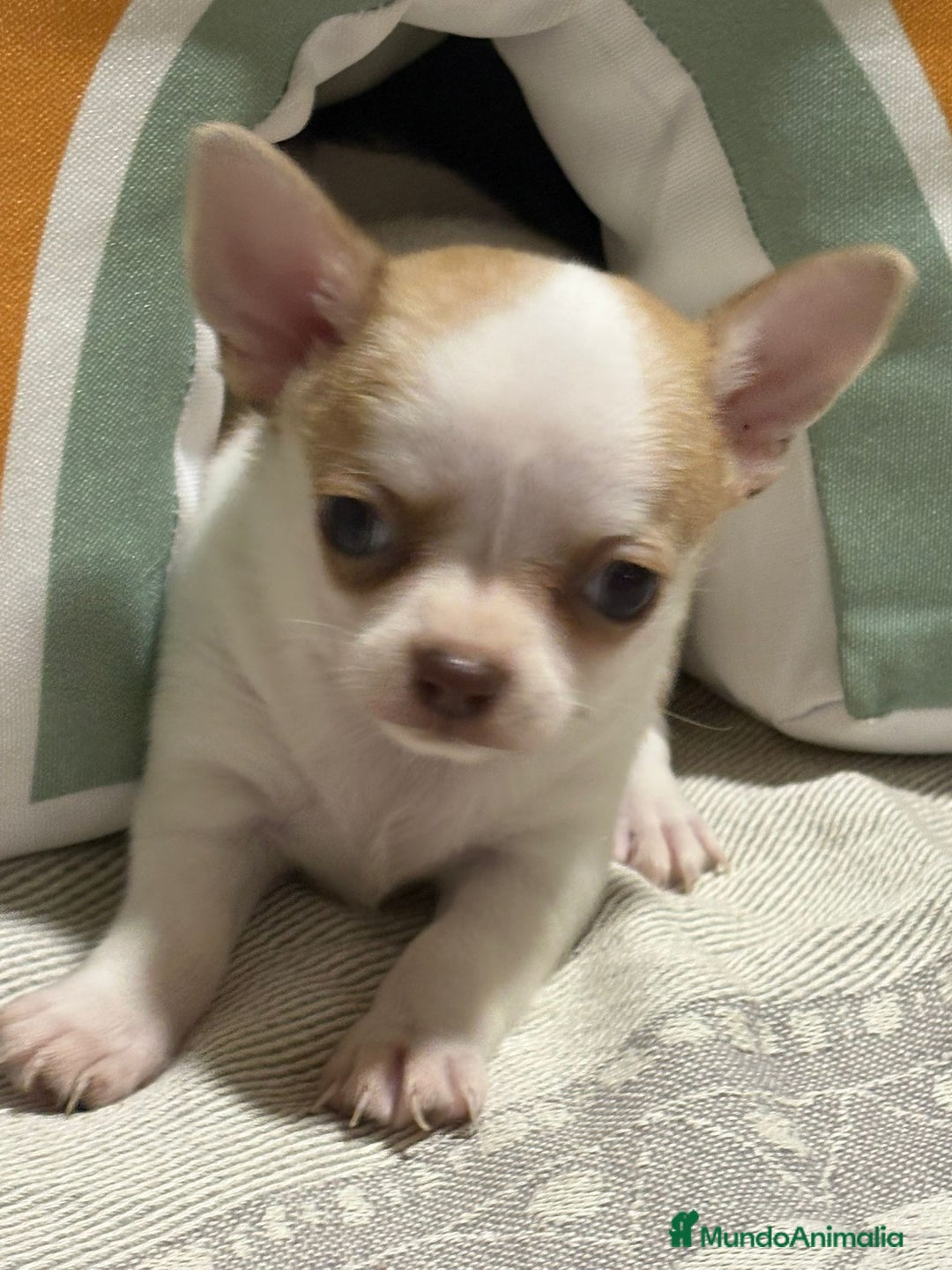 Chihuahua perros en venta: Exclusivos chihuahuas rusos - Imagen 2