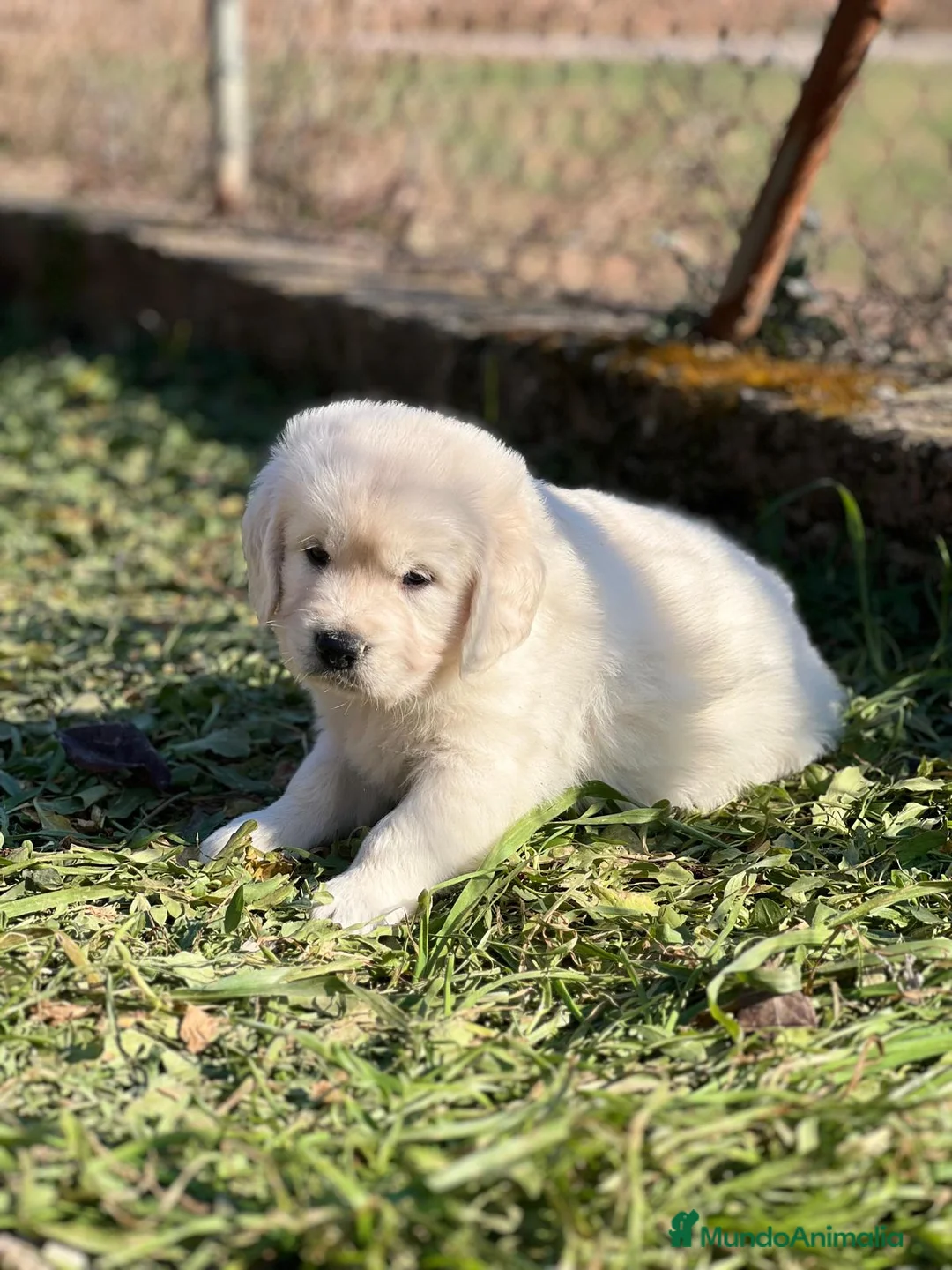 Golden Retriever perros en venta: GOLDEN RETRIEVER MACHO DISPONIBLES en Barcelona - Anuncio 4