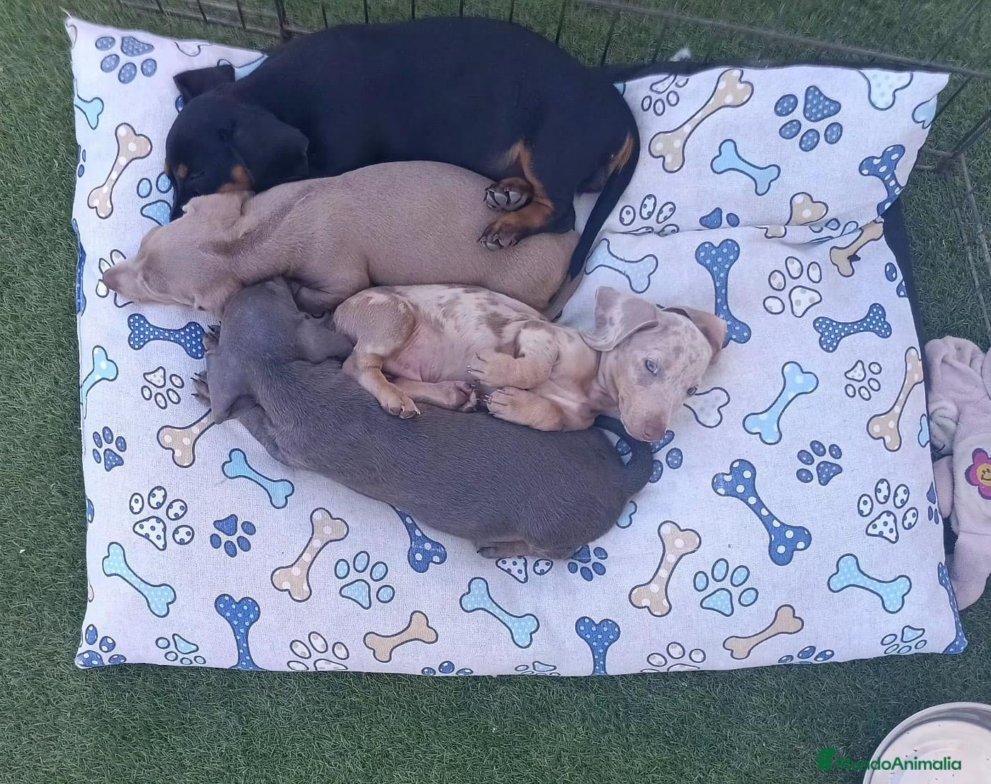 Teckel perros Teckel Mini - Anuncio 36